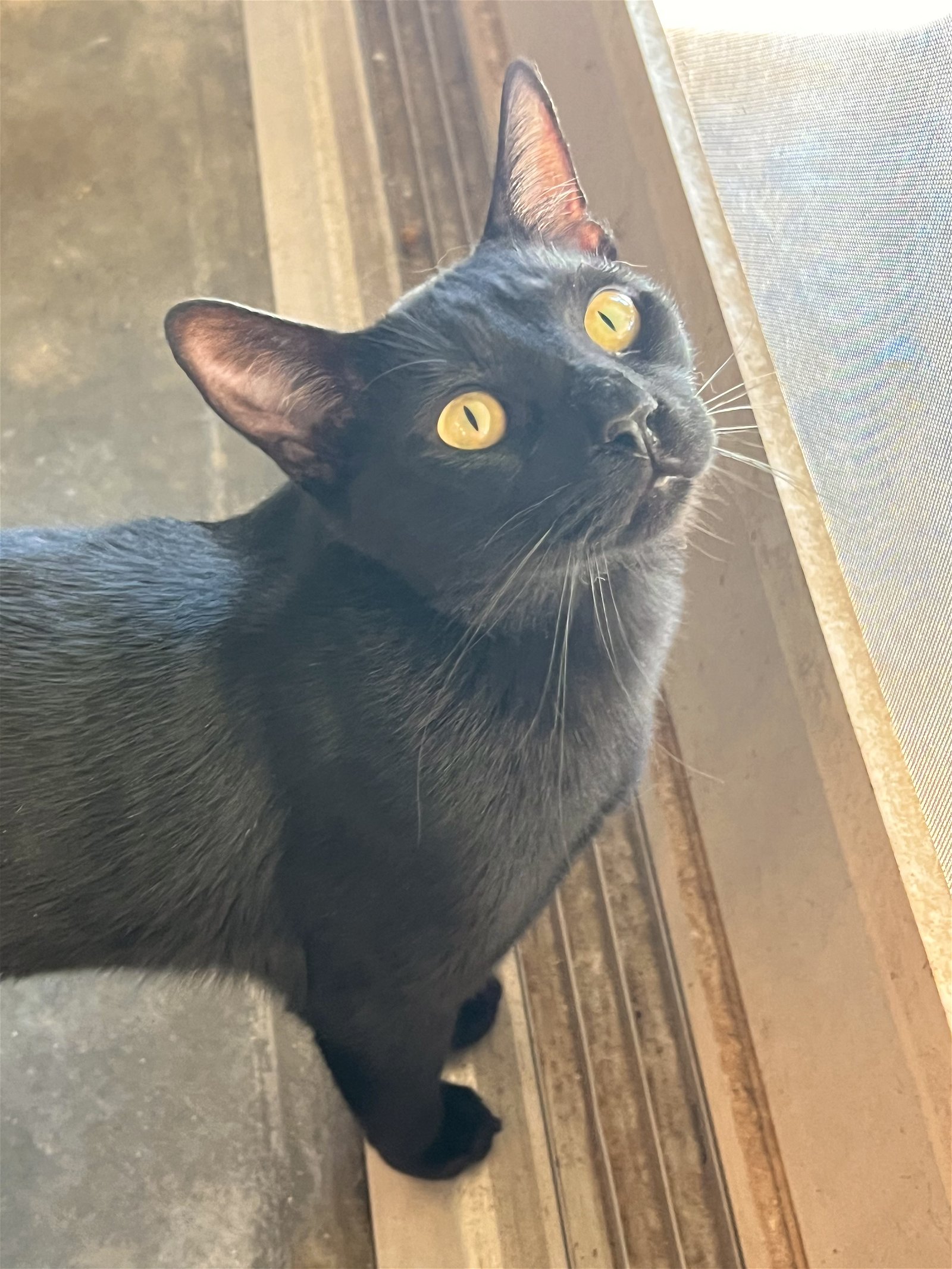 adoptable Cat in Hammond, LA named Thackeray