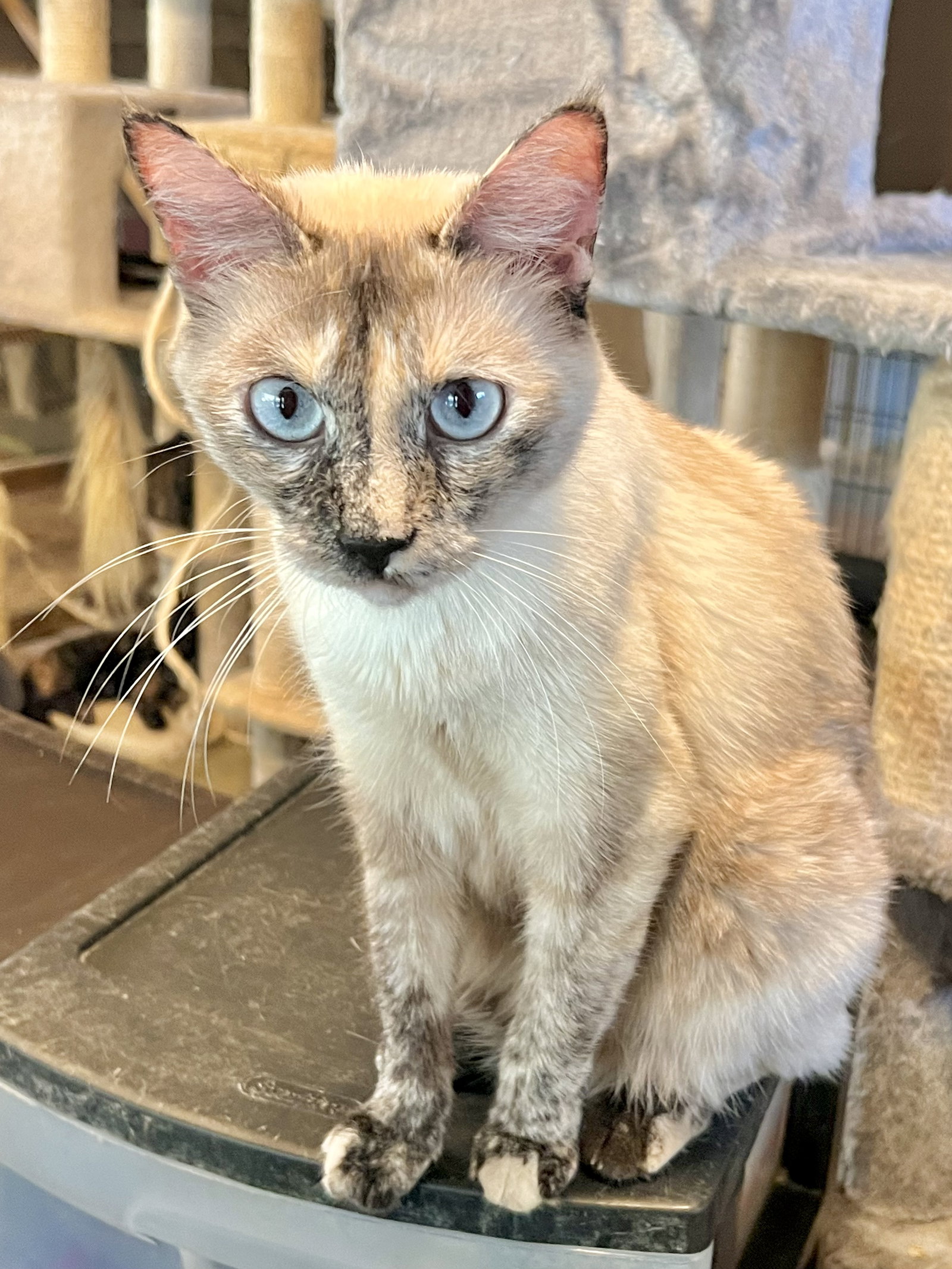 Cats for Adoption in White Castle, Louisiana Alpha Paw