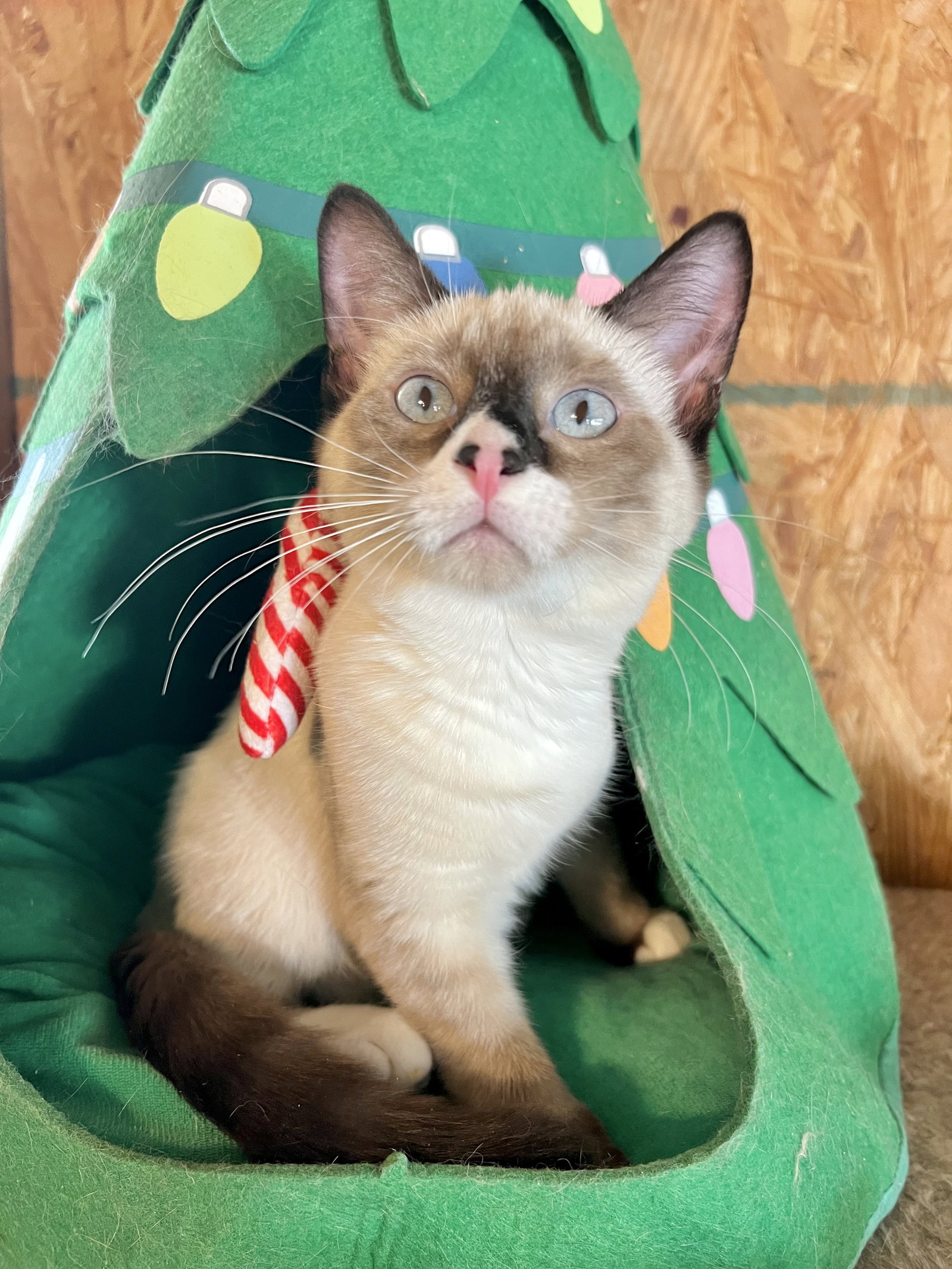 Cats for Adoption in Kentwood, Louisiana Alpha Paw