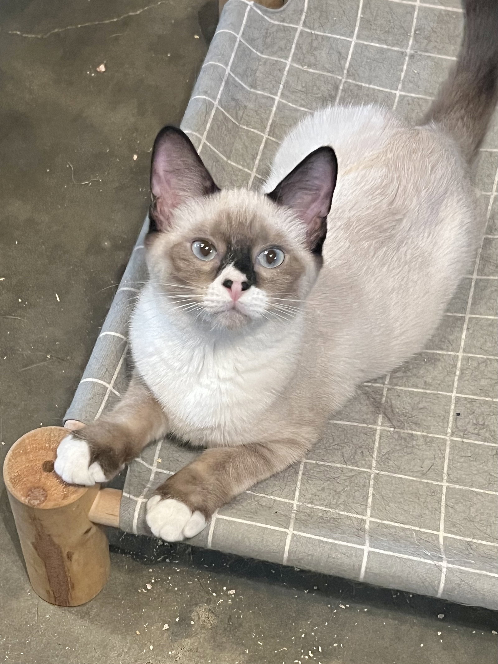 Cats for Adoption in Kentwood, Louisiana Alpha Paw