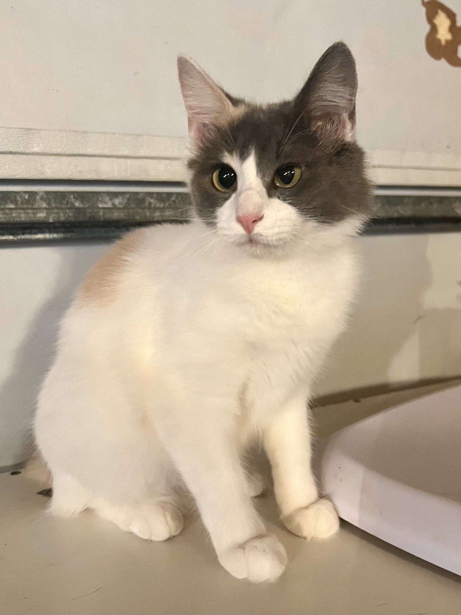 Cats for Adoption in Plaquemine, Louisiana Alpha Paw