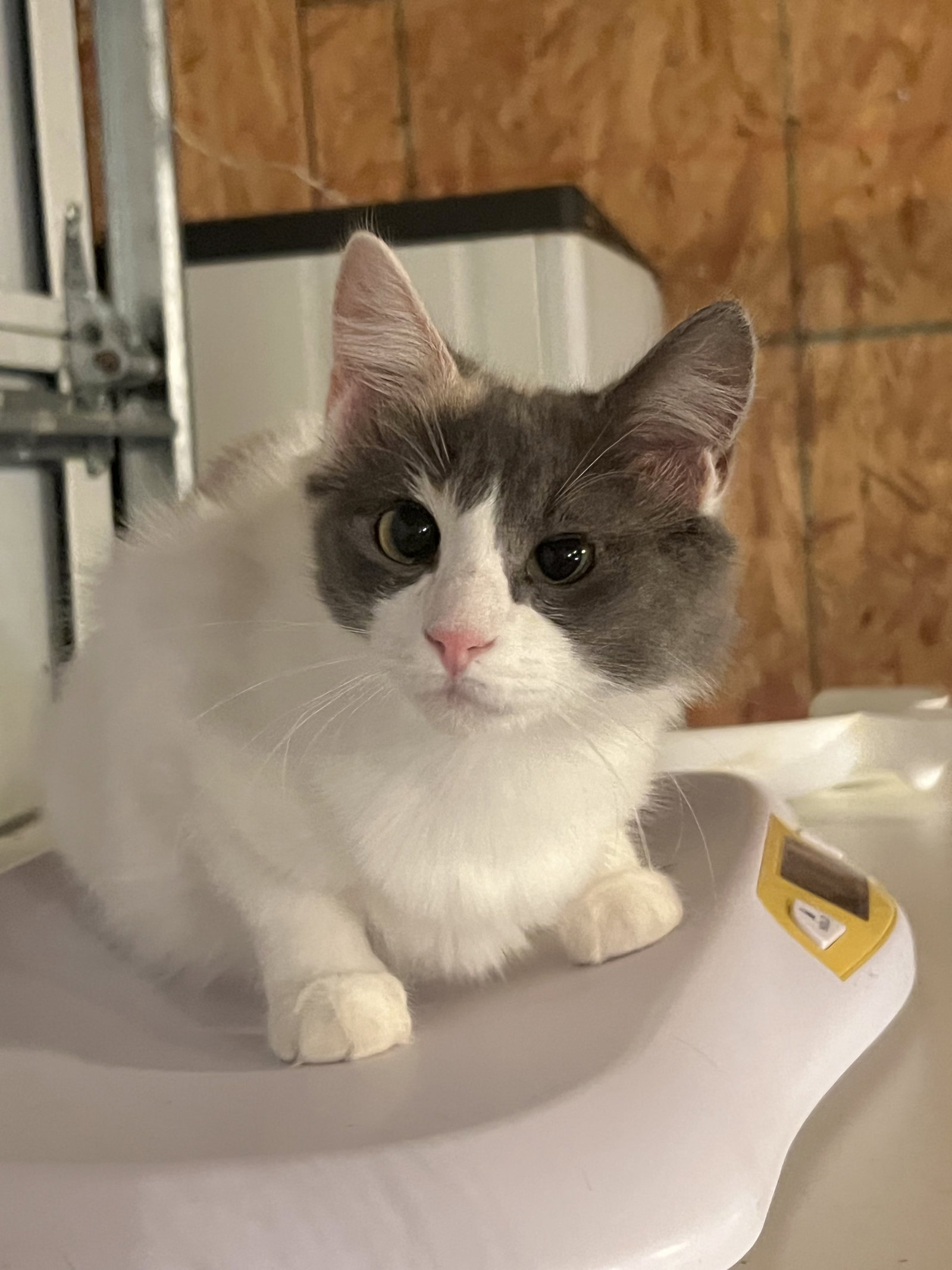 Cats for Adoption in Plaquemine, Louisiana Alpha Paw