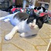 adoptable Cat in hammond, LA named JoJo