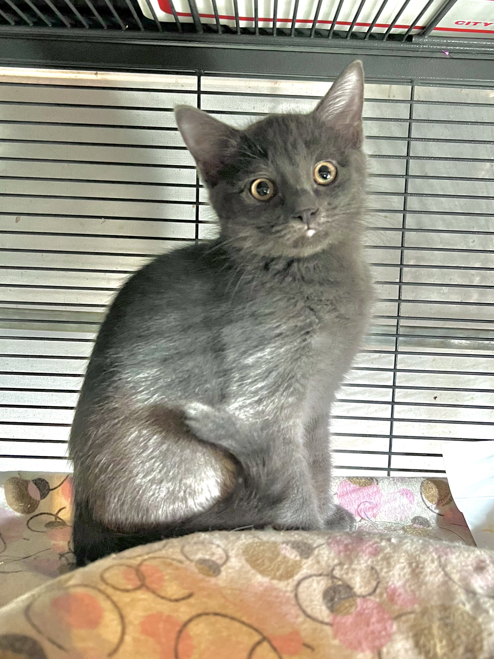 Cats for Adoption in Covington, Louisiana Alpha Paw