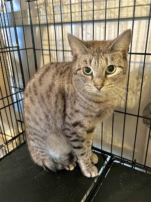 Cats for Adoption in Gonzales, Louisiana | Alpha Paw