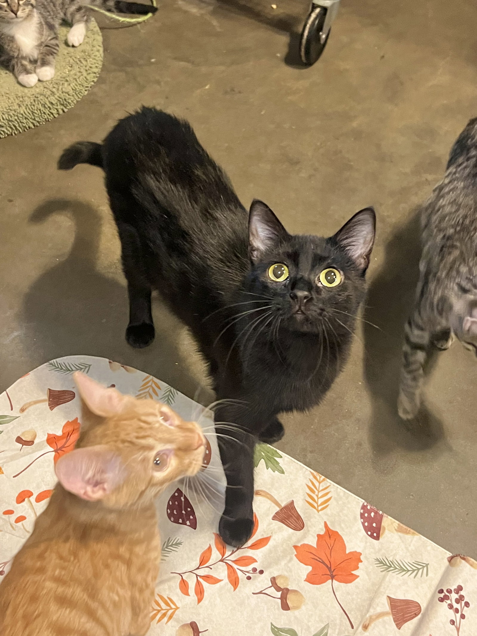 Cat adoption in Hammond, LA 70401 Domestic Short Hair (short coat) Cat