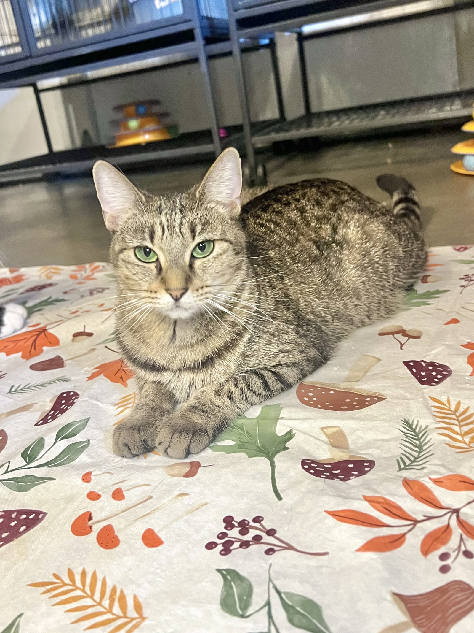 Cats for Adoption in Mississippi Alpha Paw