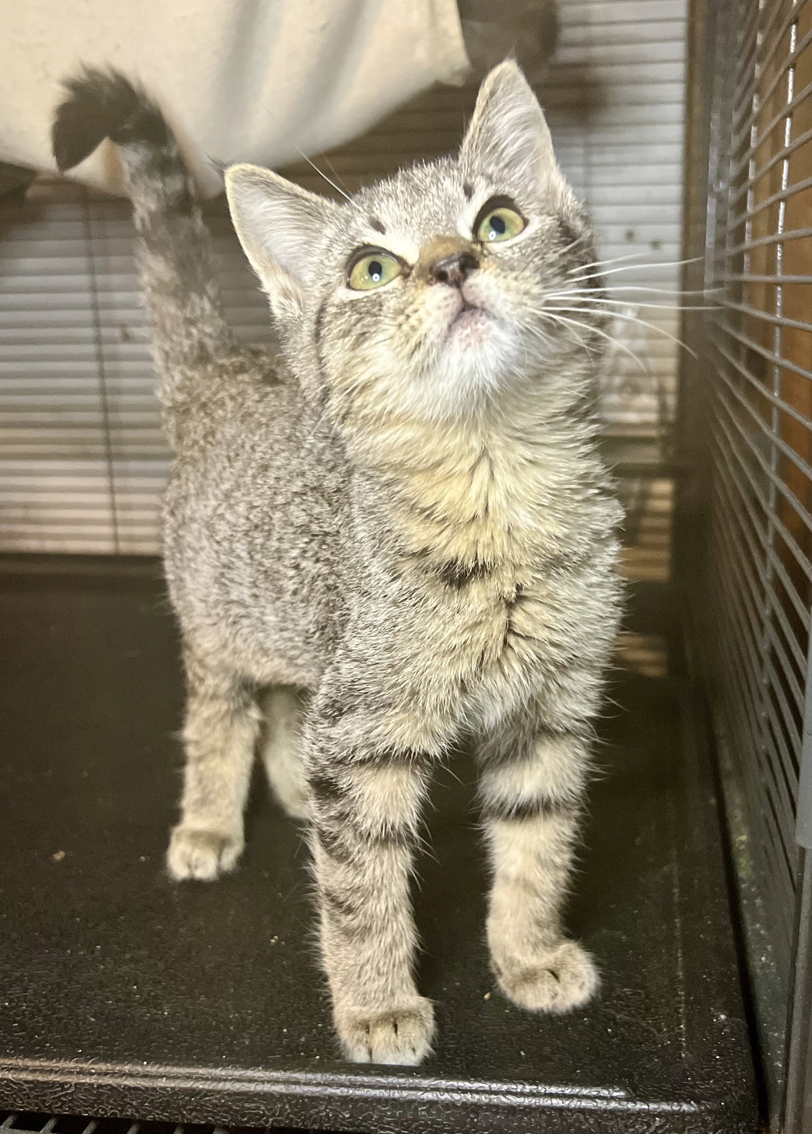 Cats for Adoption in Baton Rouge, Louisiana Alpha Paw