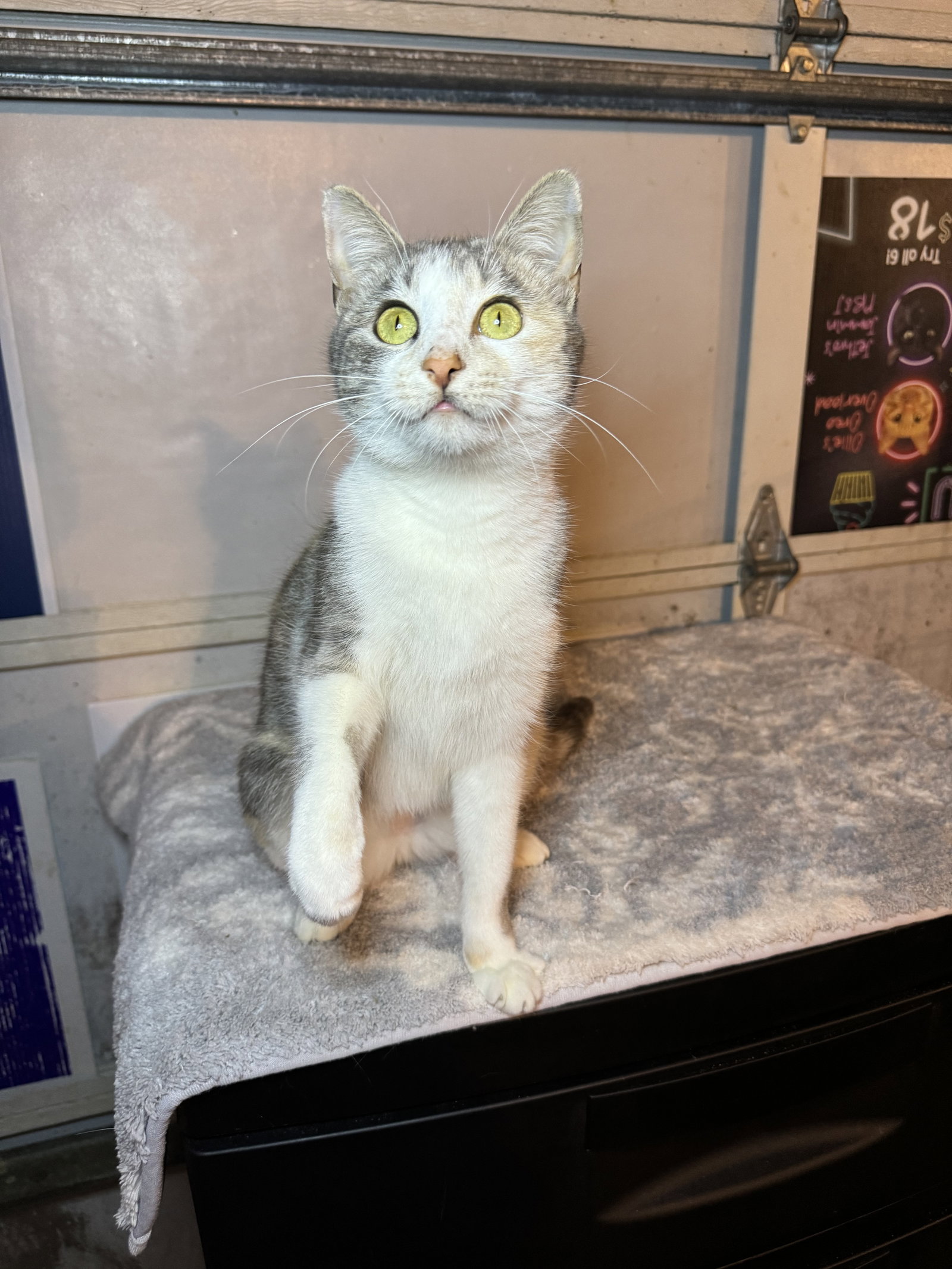 Cat adoption in Hammond, LA 70401 Dilute Calico / Domestic Short Hair