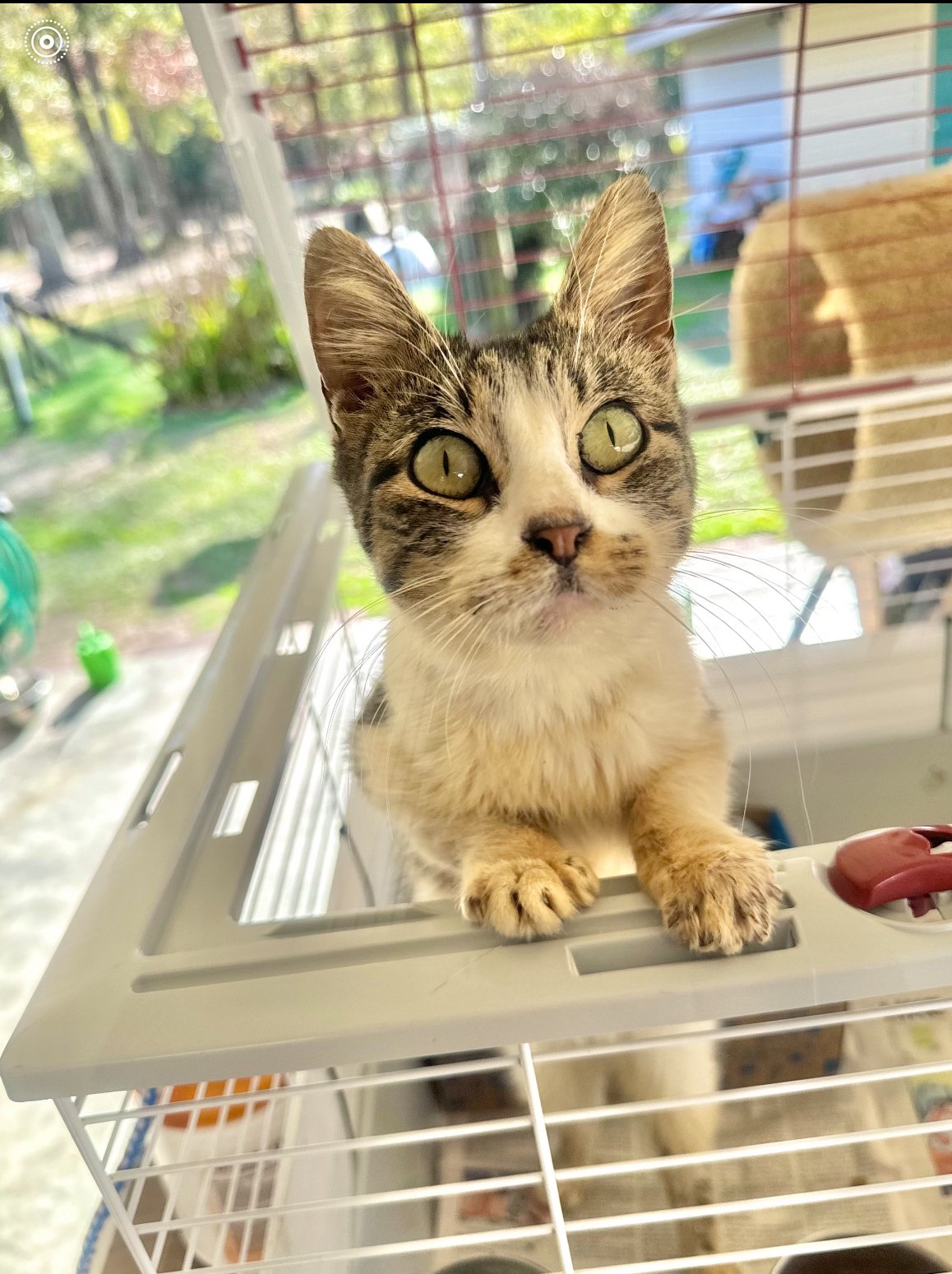 adoptable Cat in Hammond, LA named Twinkles
