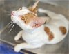 adoptable Cat in hammond, LA named Alan