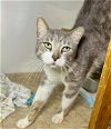 adoptable Cat in hammond, LA named Alton