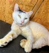 adoptable Cat in hammond, LA named Hano