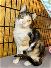 adoptable Cat in  named Apricot