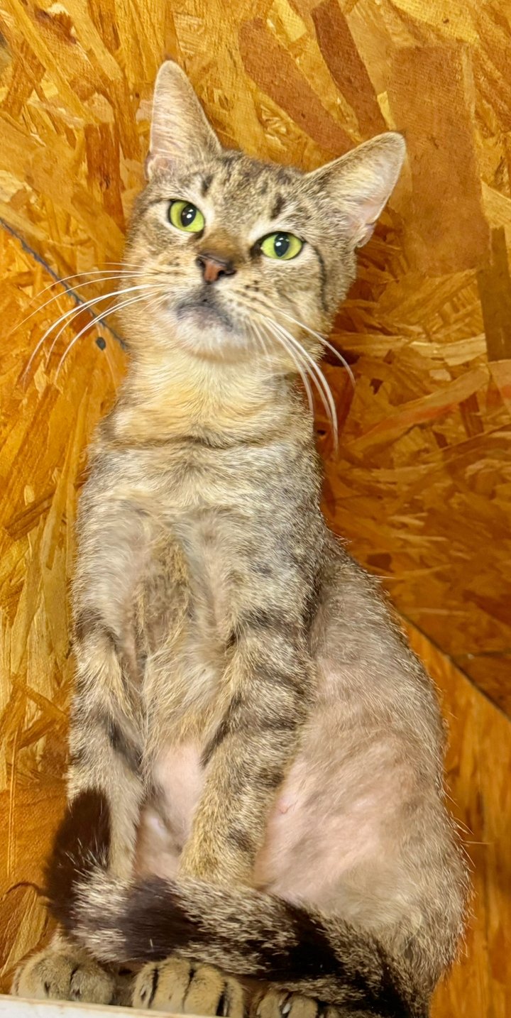 adoptable Cat in Hammond, LA named Juliet