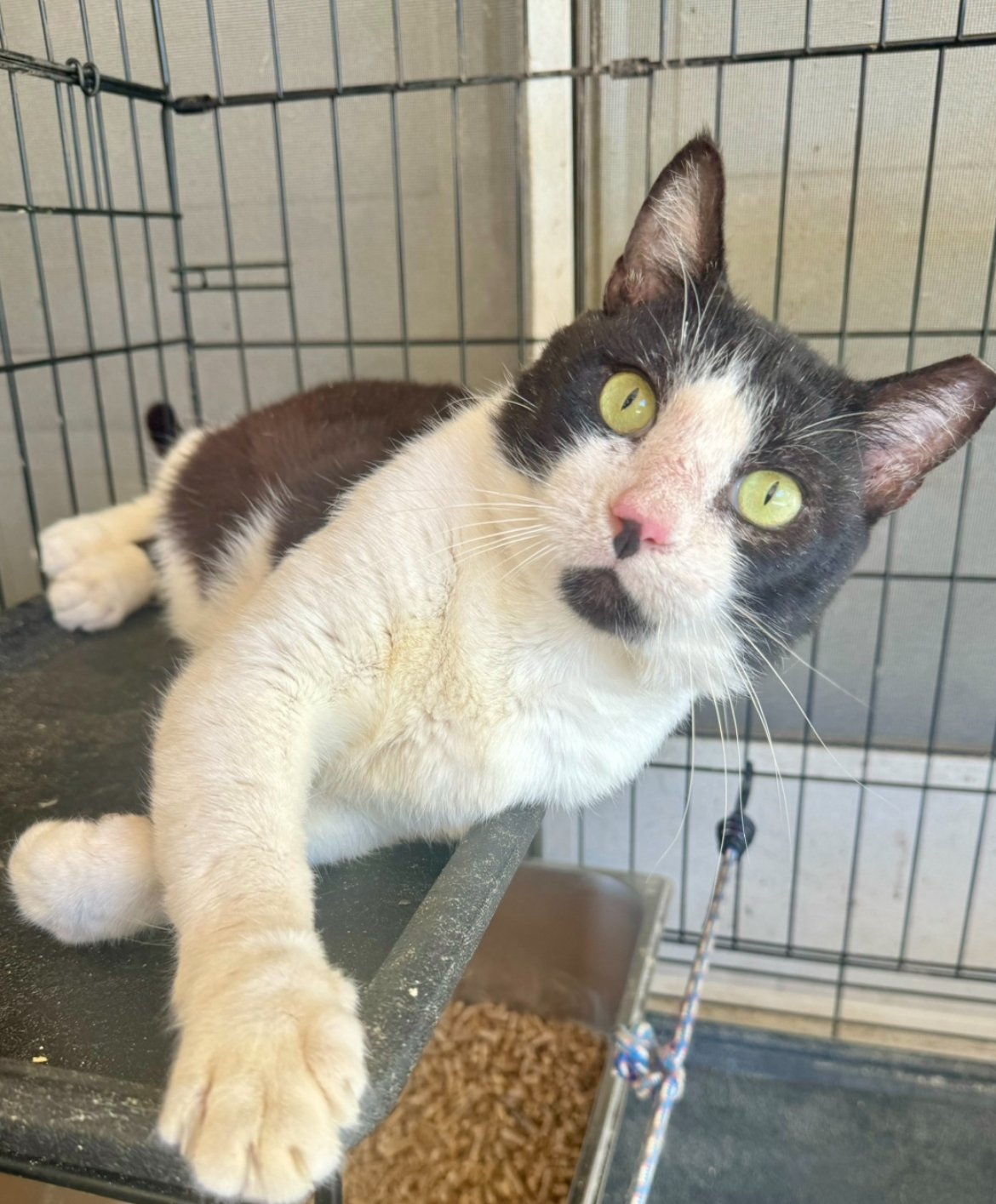 adoptable Cat in Hammond, LA named Lester
