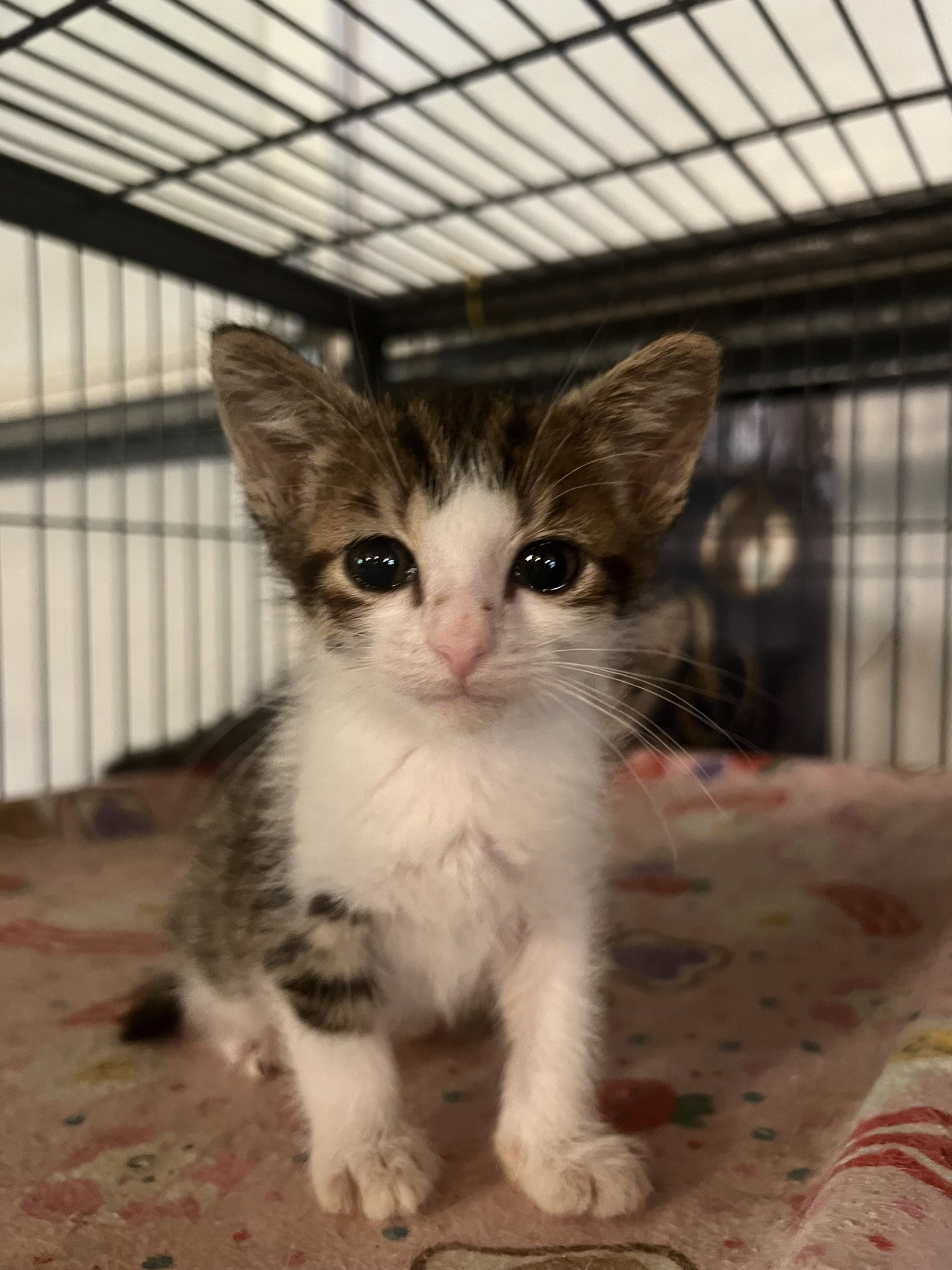 Cats for Adoption in Baton Rouge, Louisiana Alpha Paw