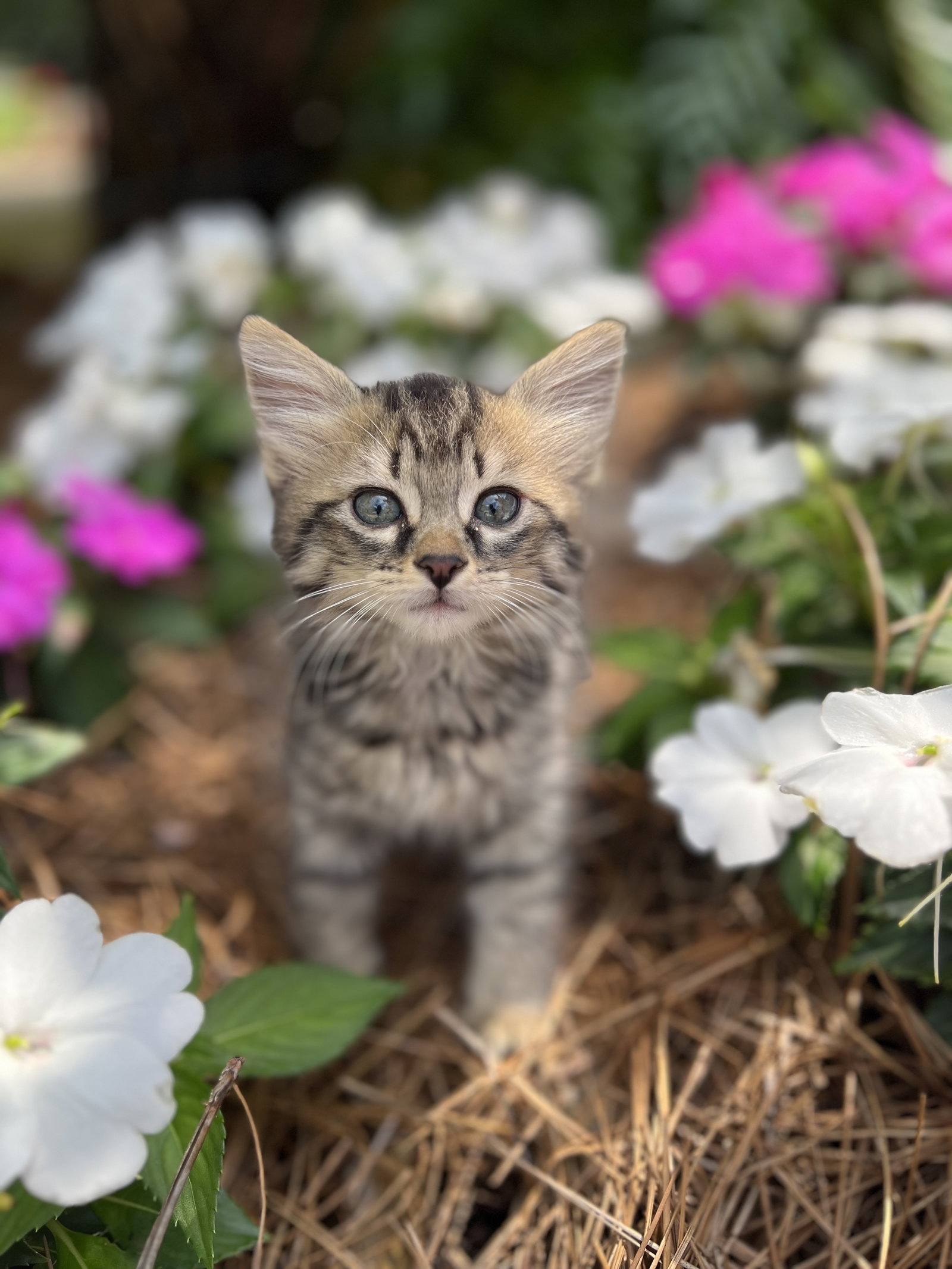 Cats for Adoption in Baton Rouge, Louisiana Alpha Paw