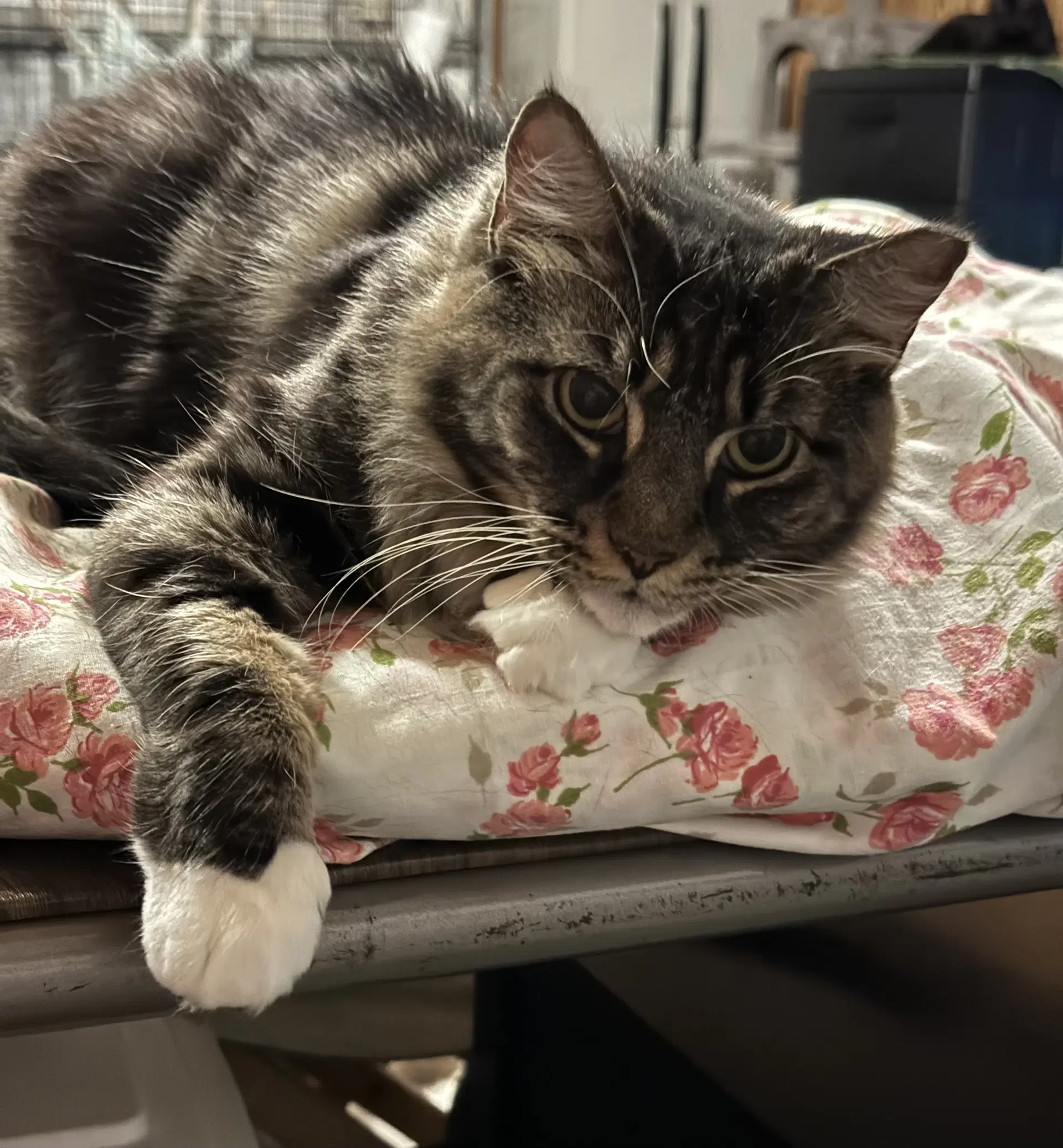 Bella - tabby