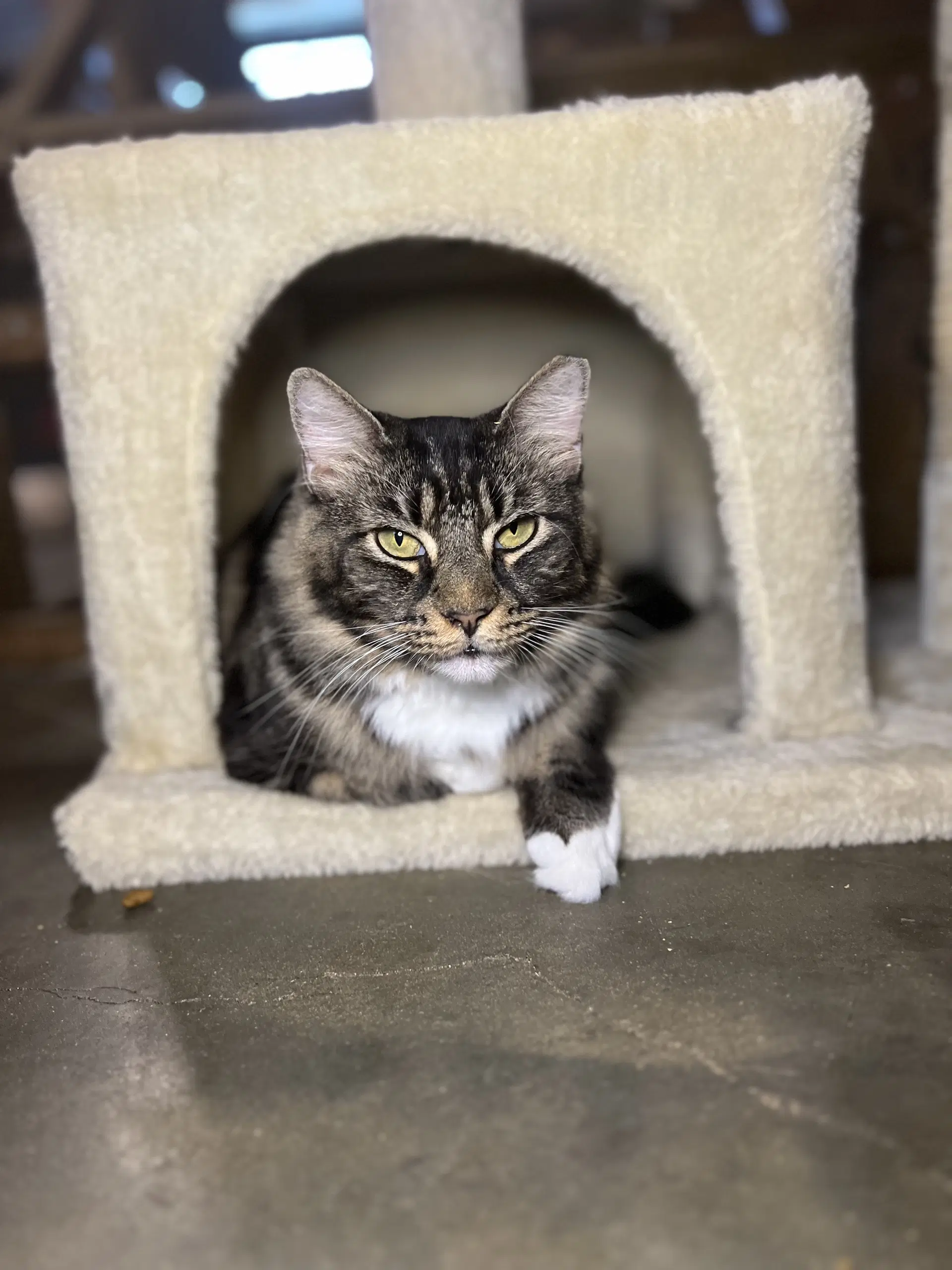 Bella image 2