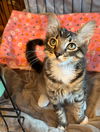 adoptable Cat in Hammond, LA named Gilligan