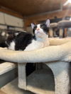adoptable Cat in Hammond, LA named Nathaniel