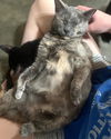 adoptable Cat in  named Turtle