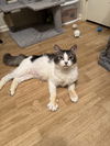 adoptable Cat in  named Wobbles