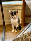 adoptable Cat in  named Pompuss