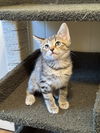 adoptable Cat in  named Sadie