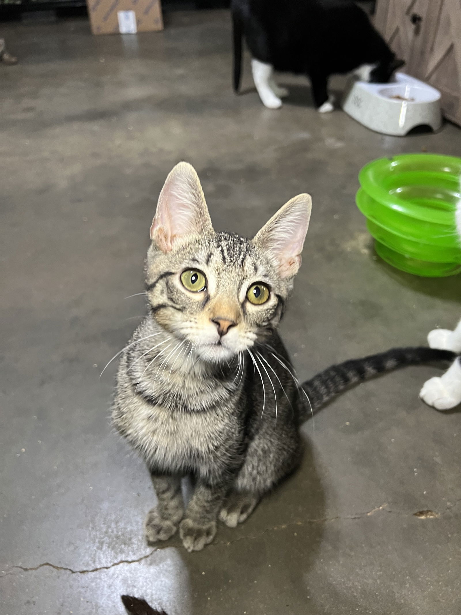 adoptable Cat in Hammond, LA named Prince Albert