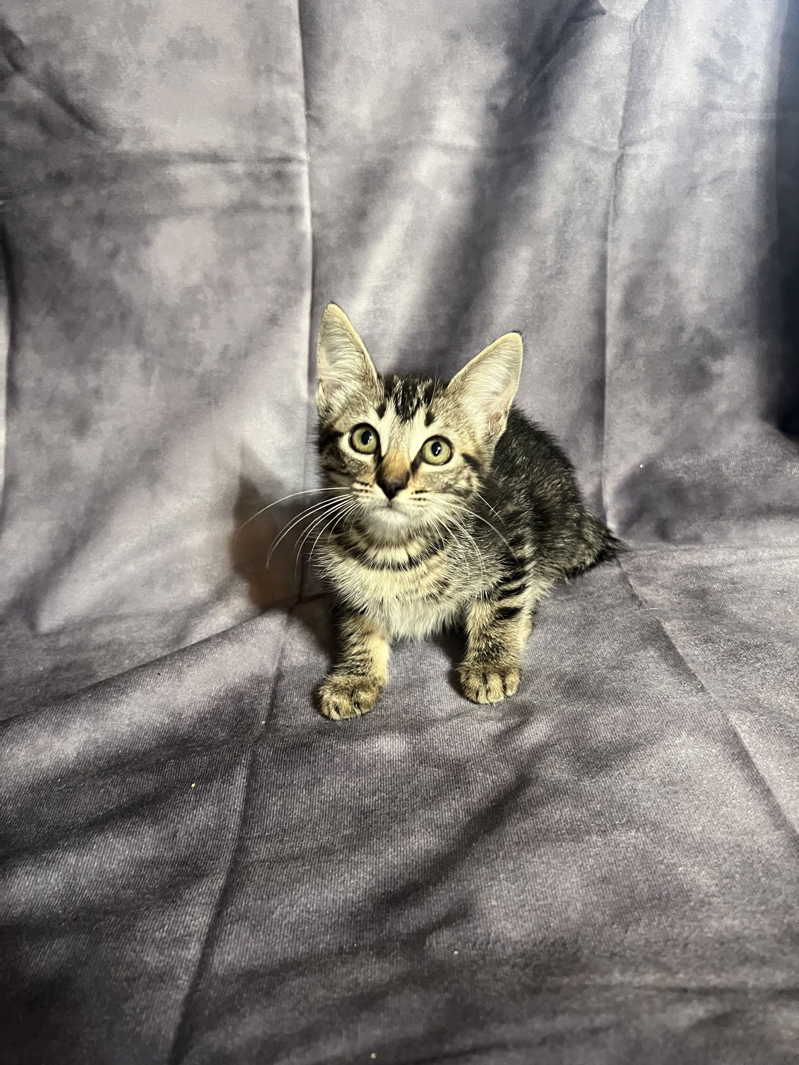 adoptable Cat in Hammond, LA named Heidi