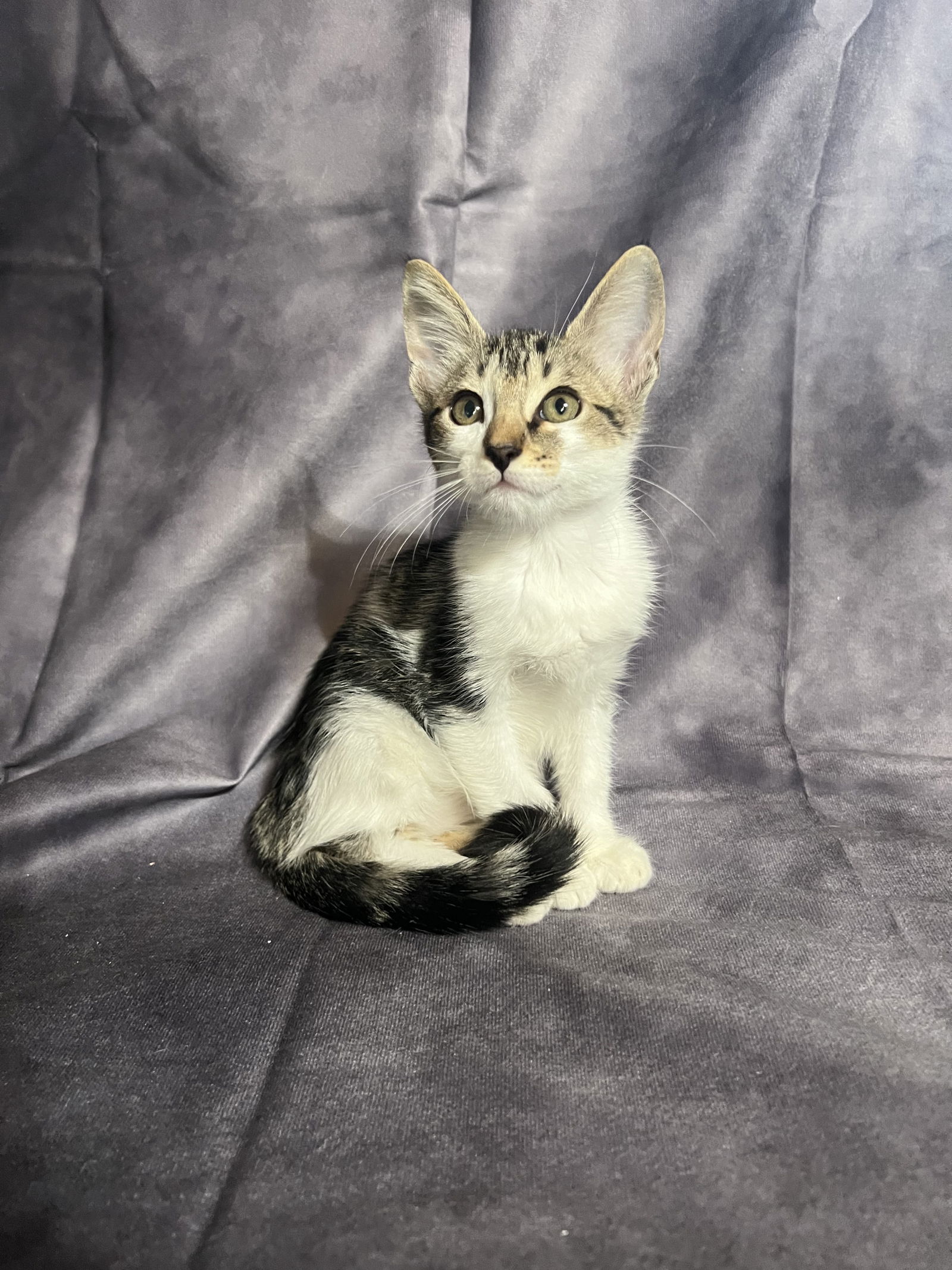 adoptable Cat in Hammond, LA named Holly