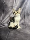 adoptable Cat in  named Holly