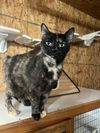 adoptable Cat in , LA named Charlotte