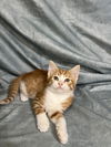 adoptable Cat in  named Tater