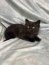 adoptable Cat in , LA named Bear
