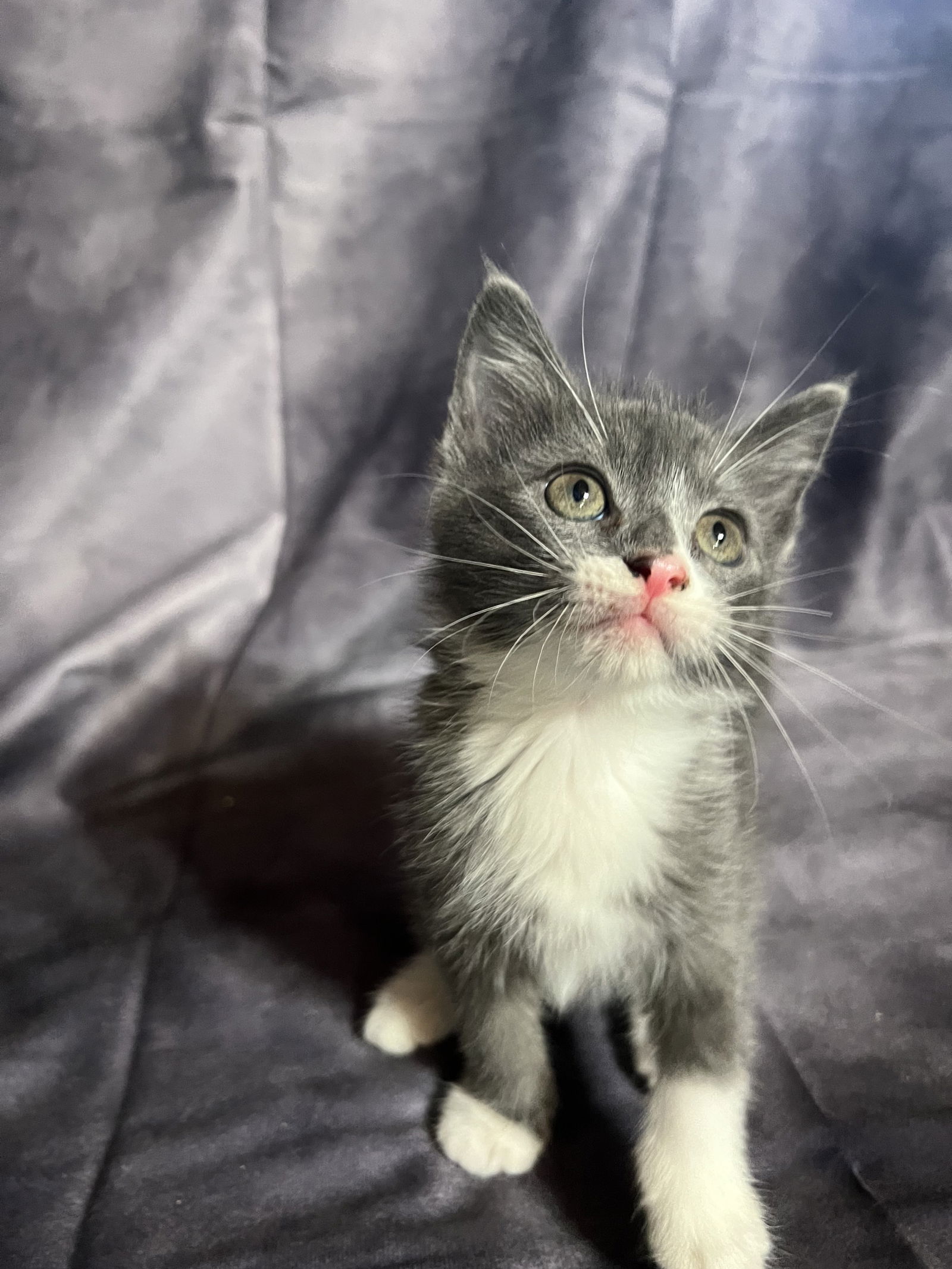 adoptable Cat in Hammond, LA named Precious