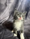 adoptable Cat in , LA named Precious