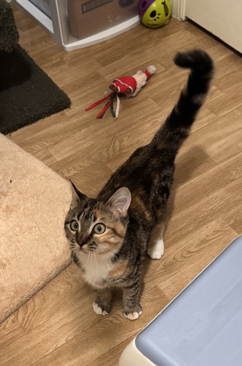 MIMOSA - Calico / Domestic Short Hair available for adoption