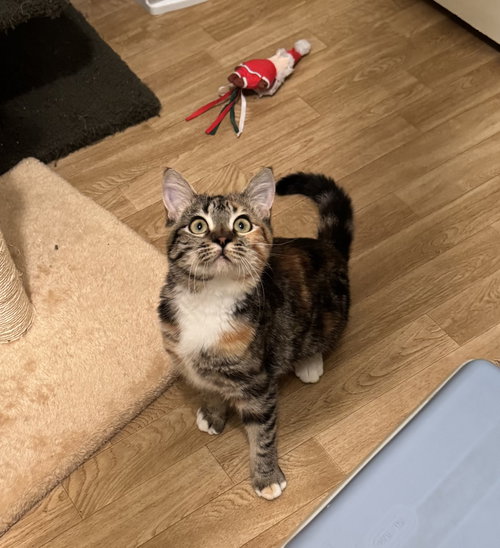 MIMOSA - Calico / Domestic Short Hair available for adoption