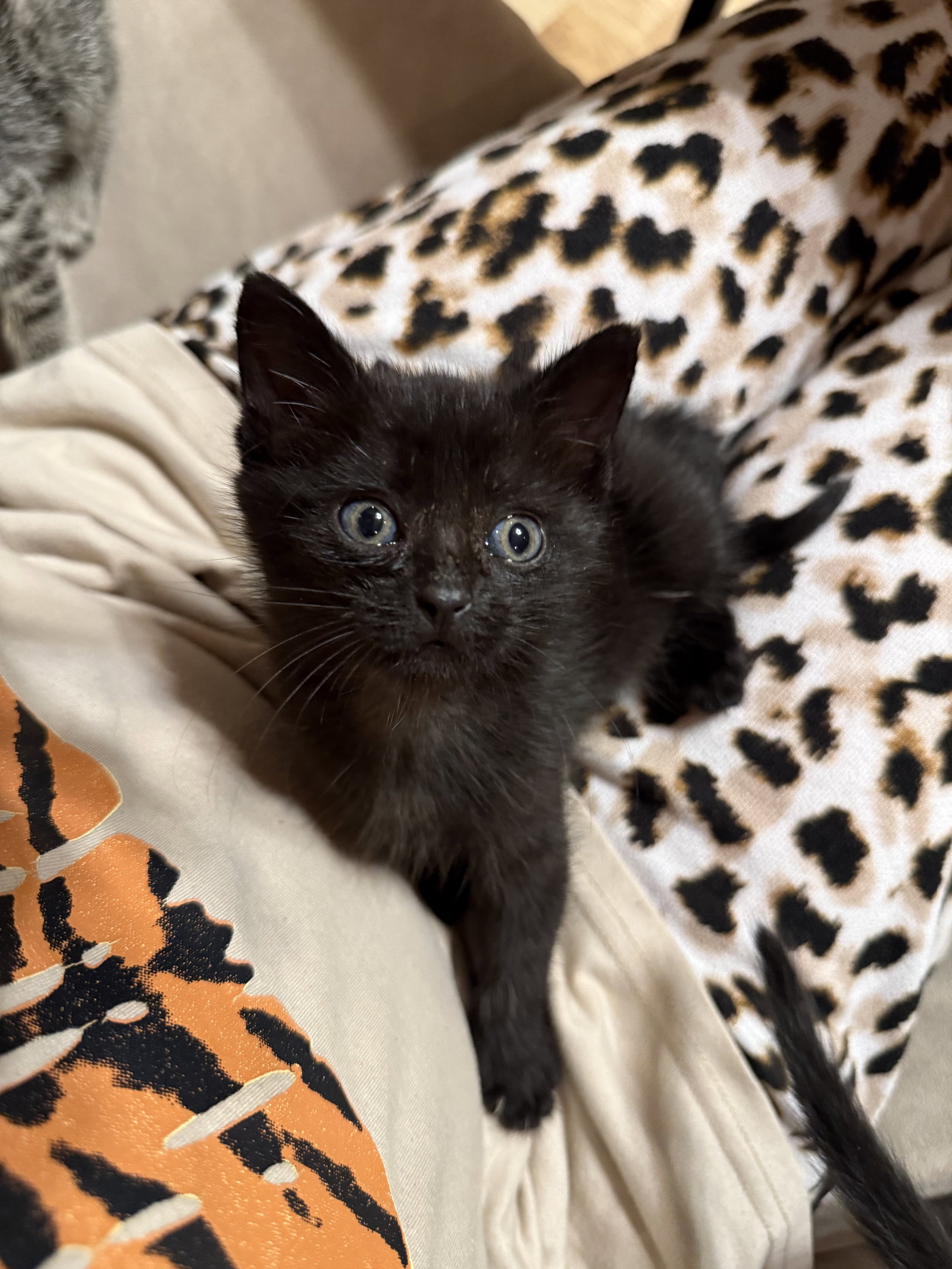 Mavis