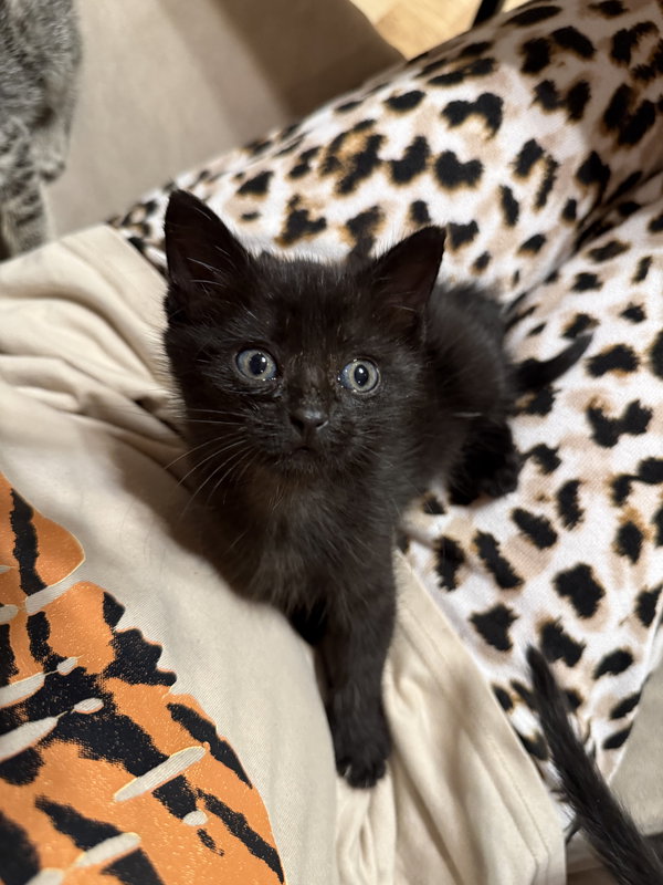 Mavis