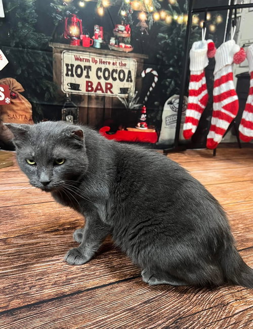 MR GREY - Domestic Short Hair available for adoption
