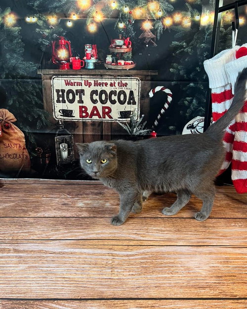 MR GREY - Domestic Short Hair available for adoption