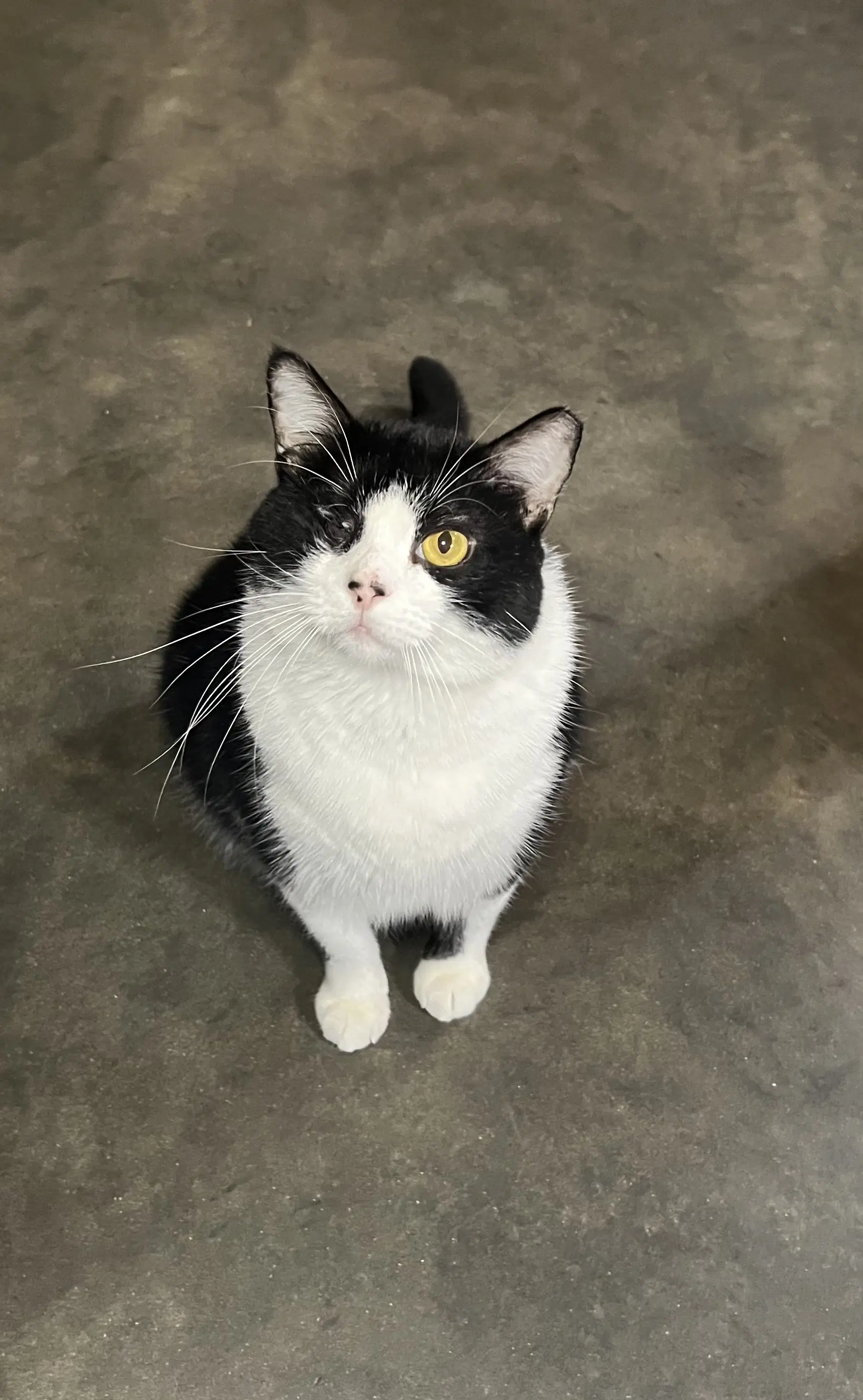 Tex - Domestic Short Hair