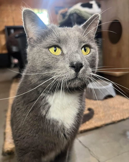 Audie, an adoptable Domestic Short Hair in Hammond, LA