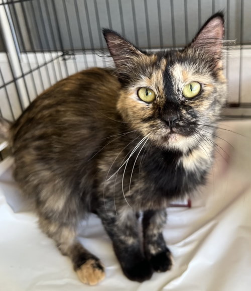 picture of the cat needing adoption