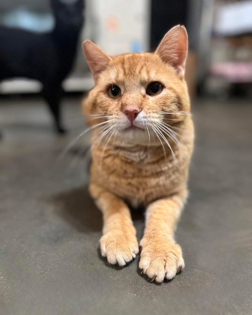picture of the cat needing adoption