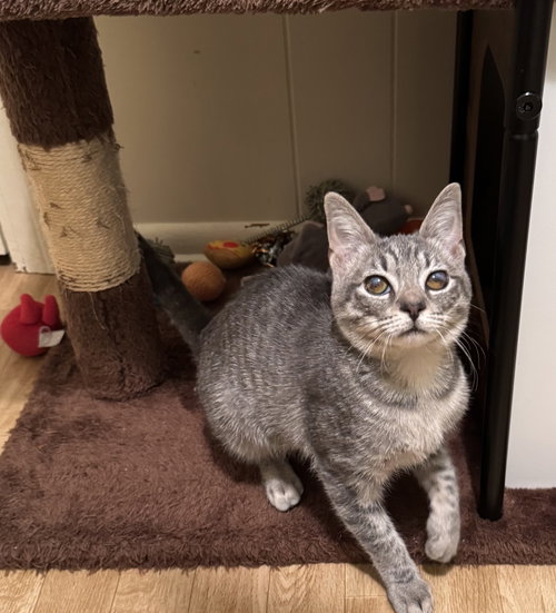 picture of the cat needing adoption
